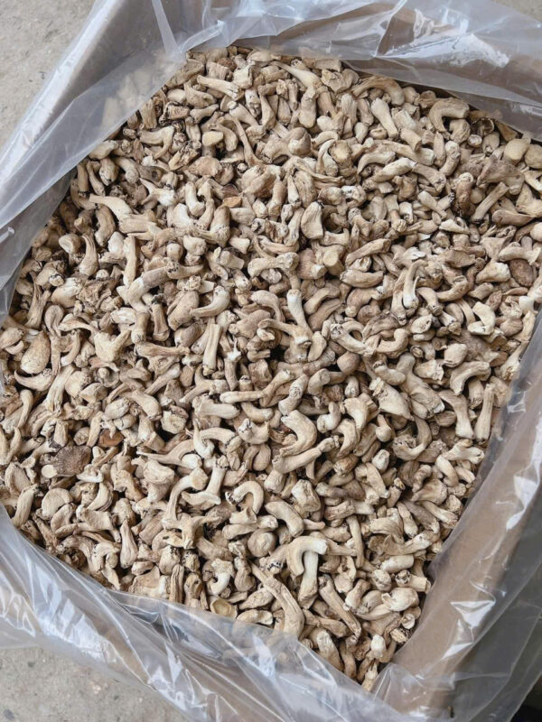 Chân Nấm Hương - Hình ảnh 2
